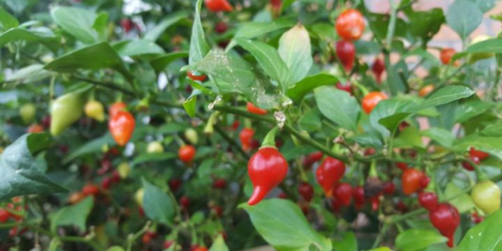 Pimenta