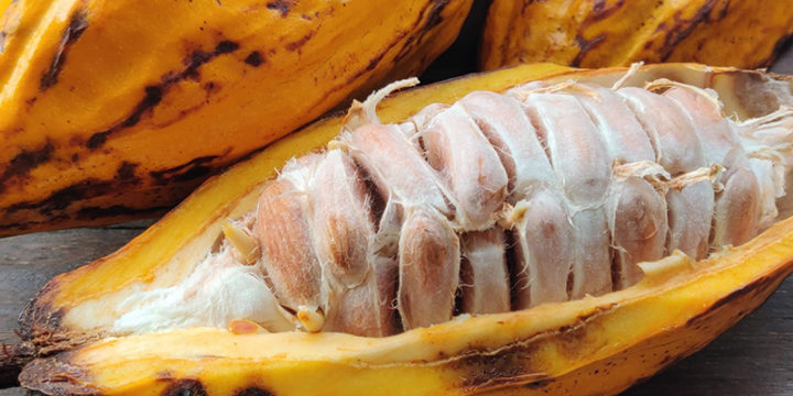 Cacau